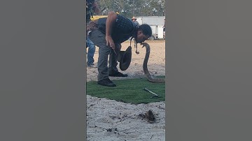 Kissing a king cobra?!?