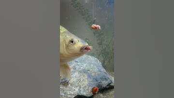GoldFish Eating Bait Underwater |Fishing Camera Underwater