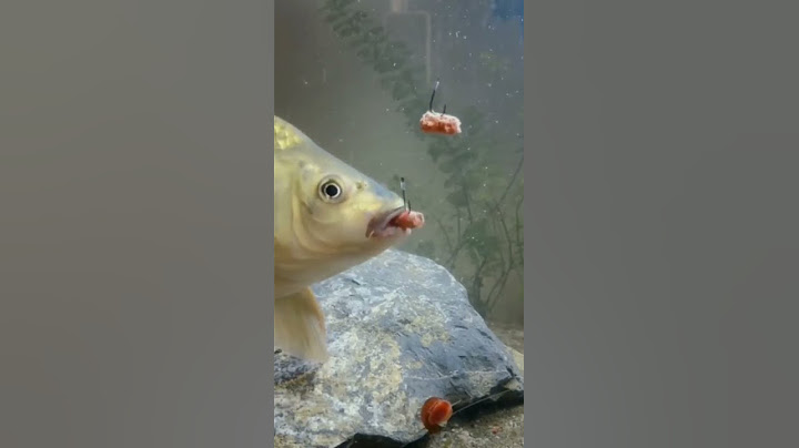 GoldFish Eating Bait Underwater |Fishing Camera Underwater
