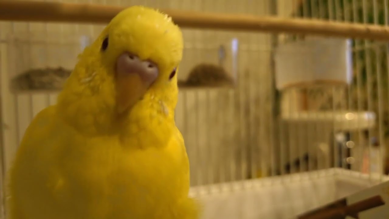 おやすみ前のレモンくん。静かな部屋に響く、小さな毛づくろいの音。