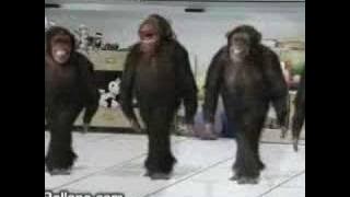 Riverdance monkeys remixed