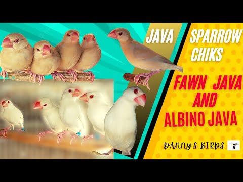 Fawn And Albino Java chiks seprate from parents | Java breeding season | Java sparrow | Fawn java