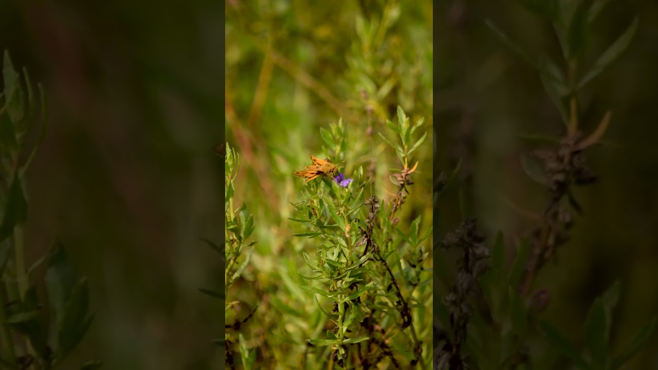 Libando flores – Hortensia (Euptoieta hortensia) y Saltarina Amarilla (Hylephila phyleus)