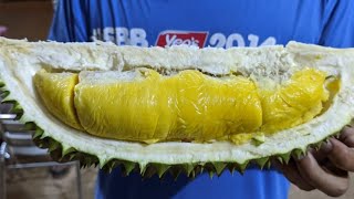 S3EP10 - Cara membaja supaya buah durian bersaiz besar, isi lebih kuning lebih tebal sedap