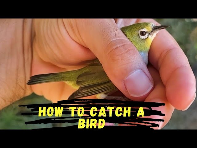 How to Make a Bird Trap (with Pictures) - wikiHow