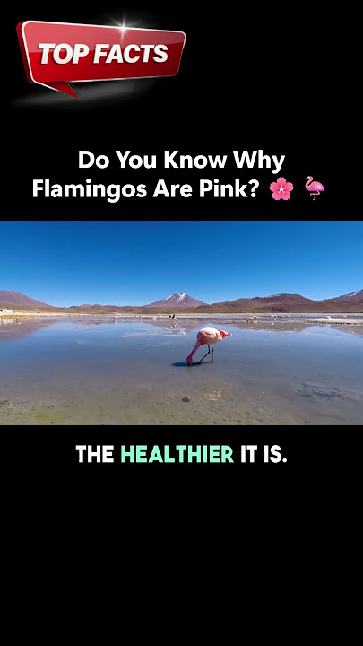 Do You Know Why Flamingos Are Pink? 🦩🌸#flamingo #funfacts #nature