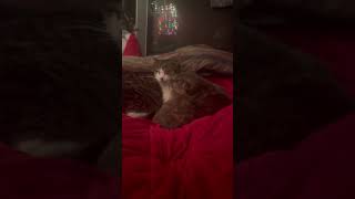 IMG 1991