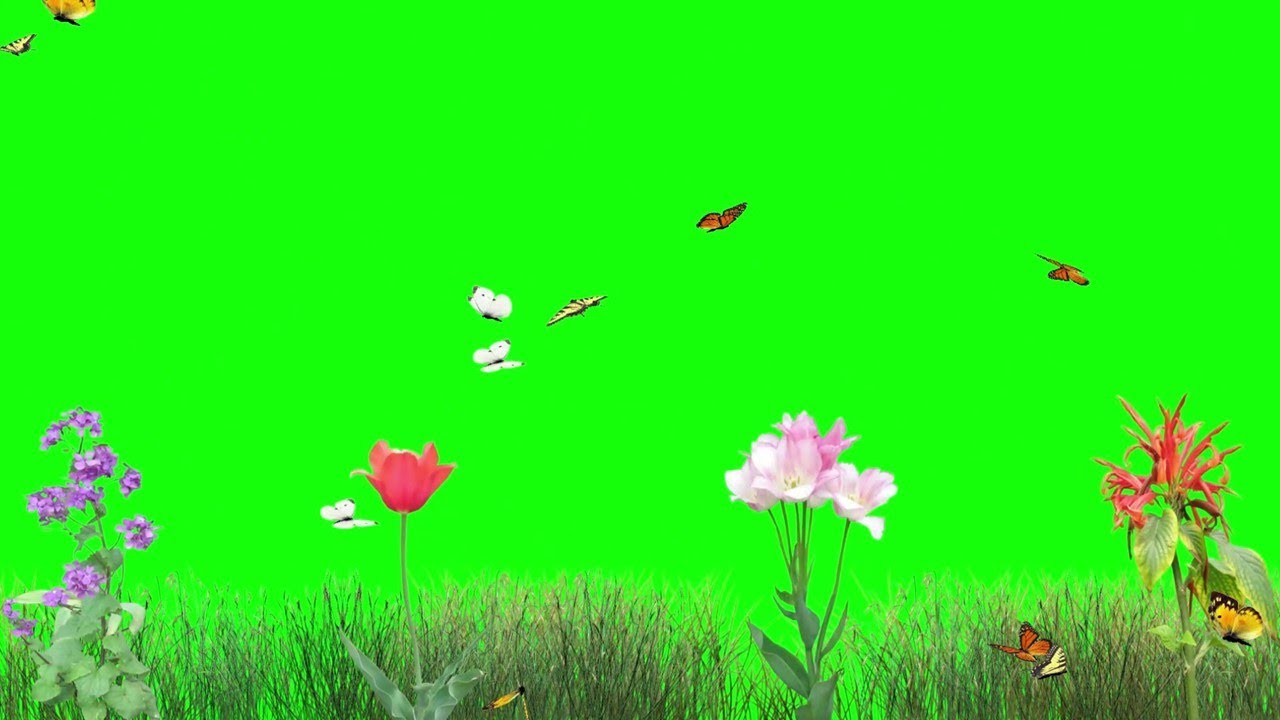 Copyright free Animated HD Green screen Video Nature Background | Royalty  Free | - YouTube