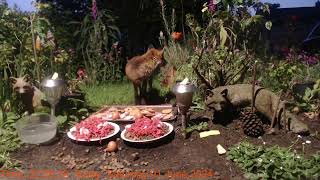 Foxheaven Dublin Ireland Livestream by Pablo Foxfeeder 59 views 3 days ago 1 hour, 47 minutes