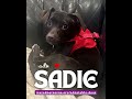 Video of adoptable pet named Sadie