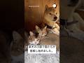 柴犬の小屋に、いつの間にか猫が住みついていた　#柴犬　#犬　#猫　#犬と猫　#かわいい
