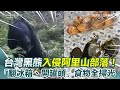 台灣黑熊事件