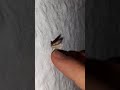 slow motion moth flying