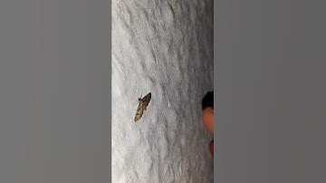 slow motion moth flying