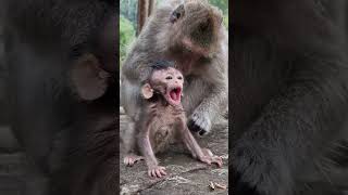 Feeding Animals, Cute Baby Animal #shorts