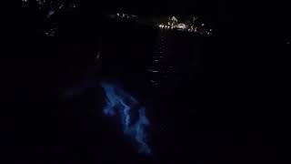 Bioluminescence in Grand Cayman bay