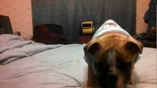 Minka The Bulldog Throwing A Temper Tantrum