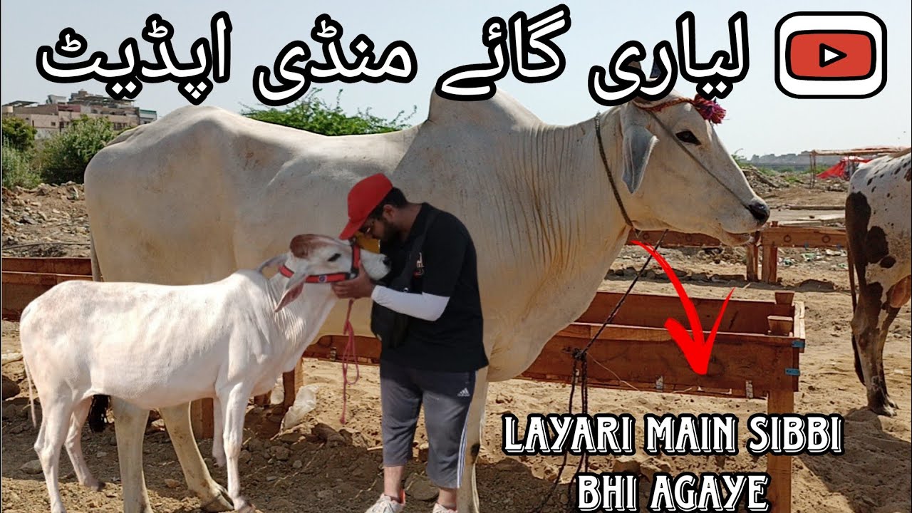 Lyari Latest Updates Mid Range Wala Maal cowmandi lyaribakramandi lyari-latest-updates-mid-range-wala-maal-cowmandi-lyaribakramandi