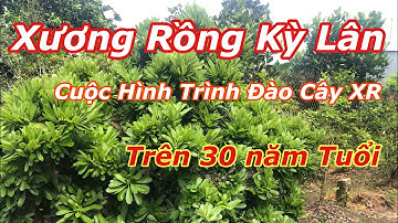 Cuộc hành trình đi tìm cây Xương Rồng Ngọc Kỳ Lân