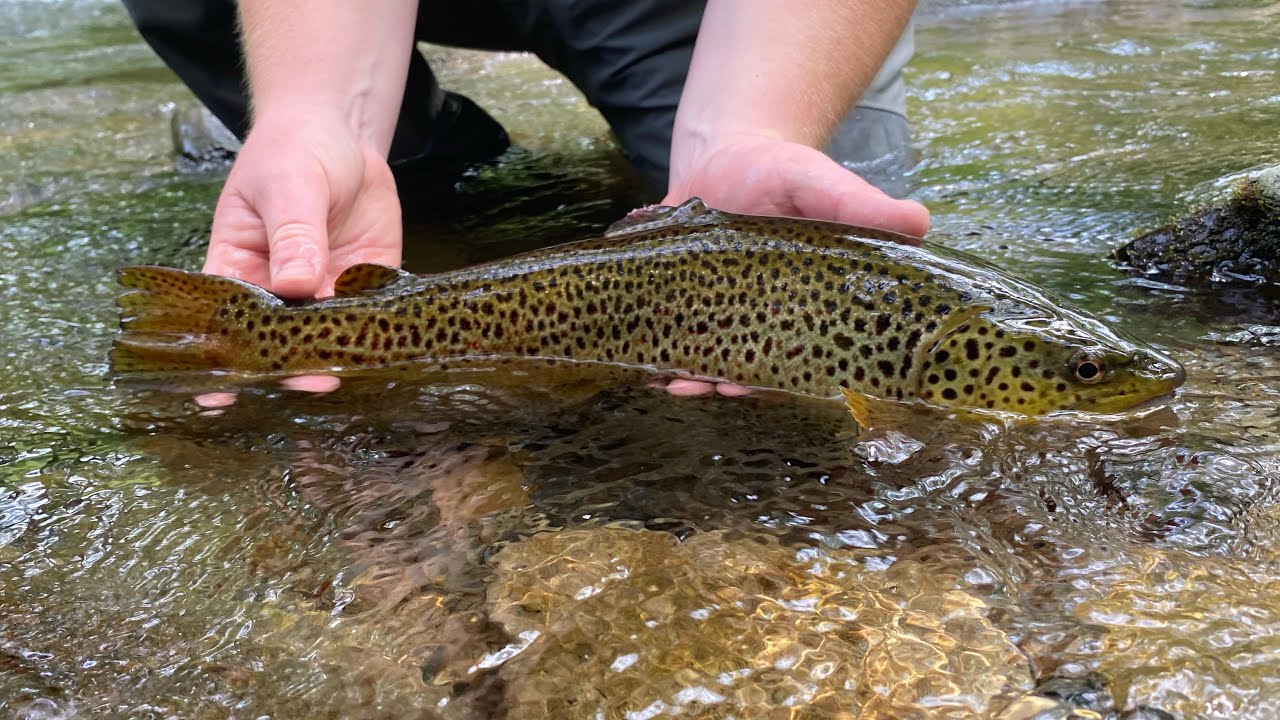 Fly fishing Tellico River , TN