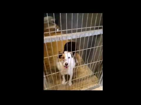 Video: Hundhjärntumörer - Hjärntumör Hos Hundar