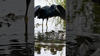 Black Heron #shortvideo #animlas