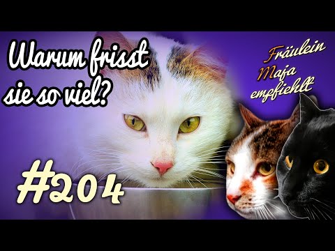 WARUM FRISST MEINE KATZE SO VIEL? Fräulein Maja empfiehlt Teil 204