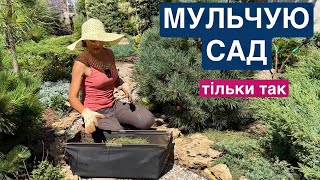 Як МУЛЬЧУЮ РОСЛИНИ. Переваги та мінуси мульчі. Кора, агротканина, бурʼян.