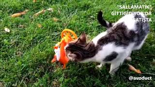 Kedi̇ Tarafindan Onaylanan Sallama Çaya Level Atlatan Sallamati̇k - Bi̇tki̇ Çayi Demlemeni̇n En Prati̇k Yolu
