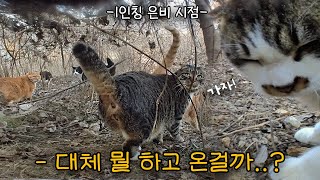 인싸 고양이의 하루가 궁금해서 카메라를 달아봤더니..