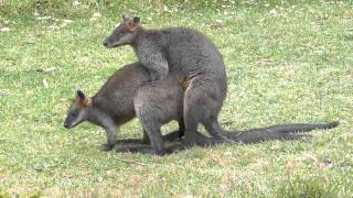 Australian Wildlife: Wallabies Mating