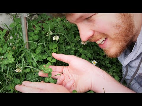 Video: Für die Bedeutung von Kleeblatt?