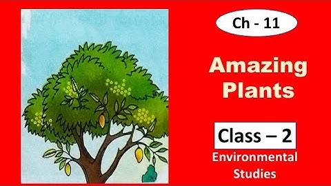 Amazing Plants | Environmental Studies | Ch 11 |  Class 2 EVS | Study Buzz