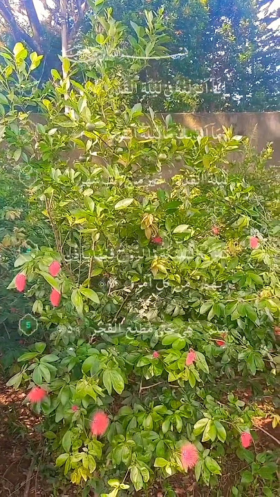 Surah Al Qadr, Dengan Suara Khas Serak² Merdu Muhammadong, Pesantren Tahfidzul Quran Darul Haq