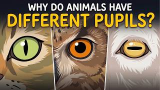Why Do Animals Have Different Eye Pupils?