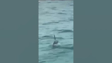 Đàn cá heo khoảng 30 con xuất hiện ở vùng biển Cô Tô. #shorts