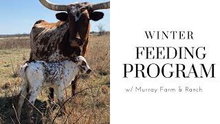 Feeding Cattle During the Winter w/ Murray Farm & Ranch