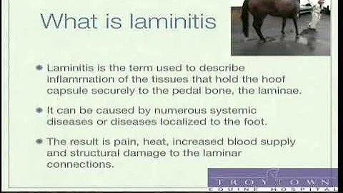 Laminitis in Horses: Seminar by Equine Vet - Part 1-2