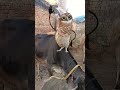 APT virson india #funny #comedy #cute #funnyanimals #birds #ytshorts #youtubeshorts #trandingshorts