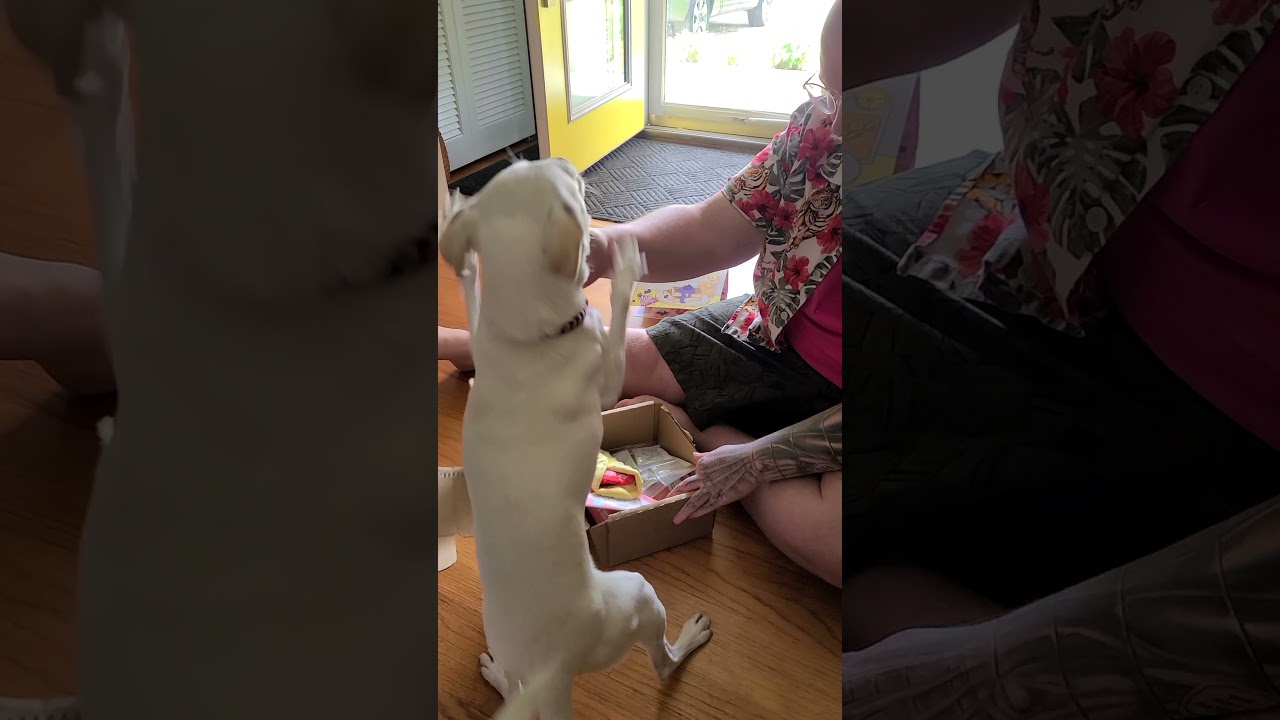 May 2021 Barkbox Unboxing!