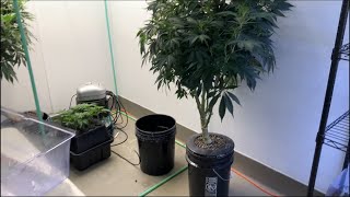 Hydroponic Cannabis Deep Water Culture Root Spa Buckets for Clone Production