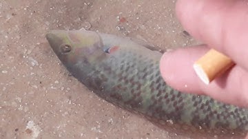 #Ra bãi biển đá ông địa mũi né# phan thiết/ giăng lưới bắt cá biển và phong cảnh rất điệp  |Tập 16|