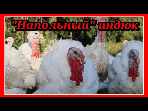 ИНДЮК НЕ БРОЙЛЕР / Чем не должна пахнуть индейка, но может