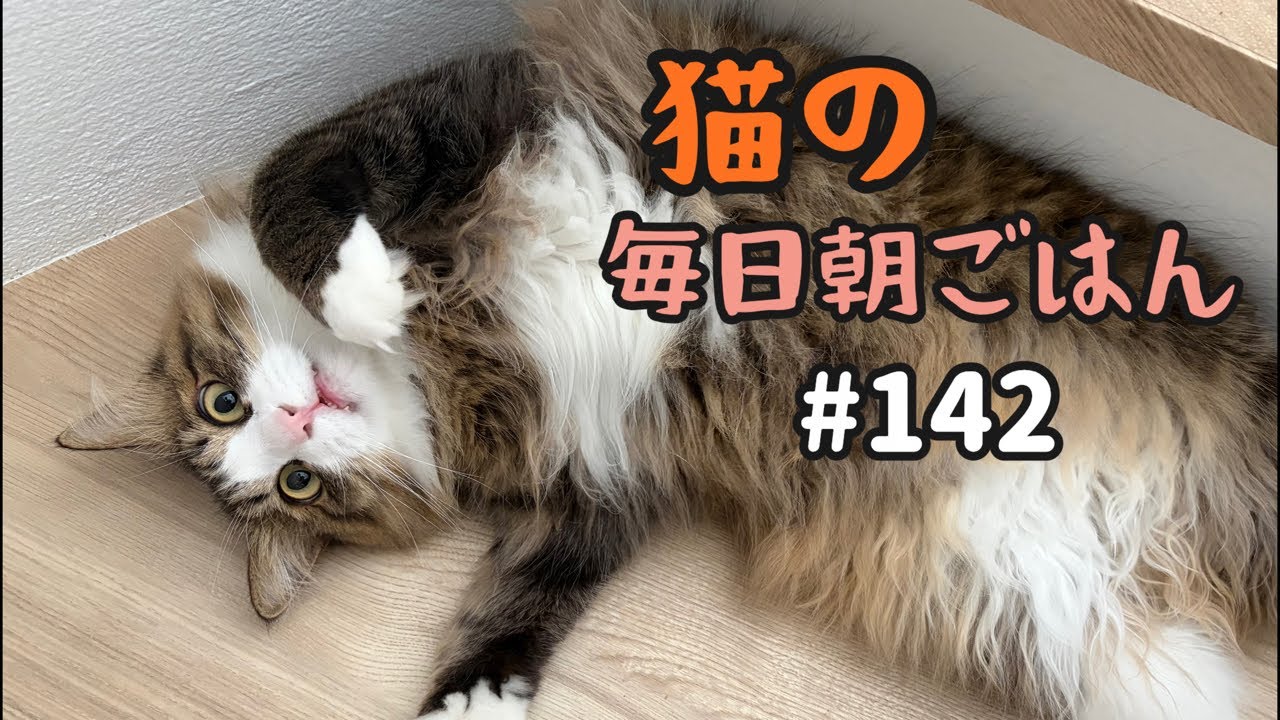 プチ猫様 YouTube