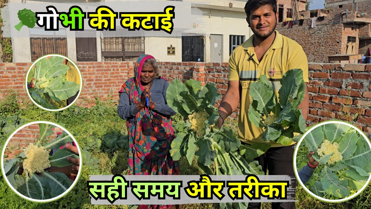 हमारी पहली फूल गोभी की कटाई! 😍 | First Cauliflower Harvest 2026 🥬| Secret of Giant Cauliflower 🥦