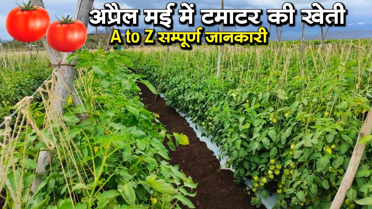 मई जून में टमाटर की खेती | April may Jun me tamatar ki kheti🌱garmi/barasat me tamatar ki kheti 2025