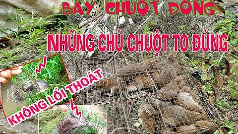 [ TẬP 11 ] BẪY CHUỘT VÀ NHỮNG CON CHUỘT KHÔNG LỐI THOÁT . # TRÚNG ĐẬM MẺ TO