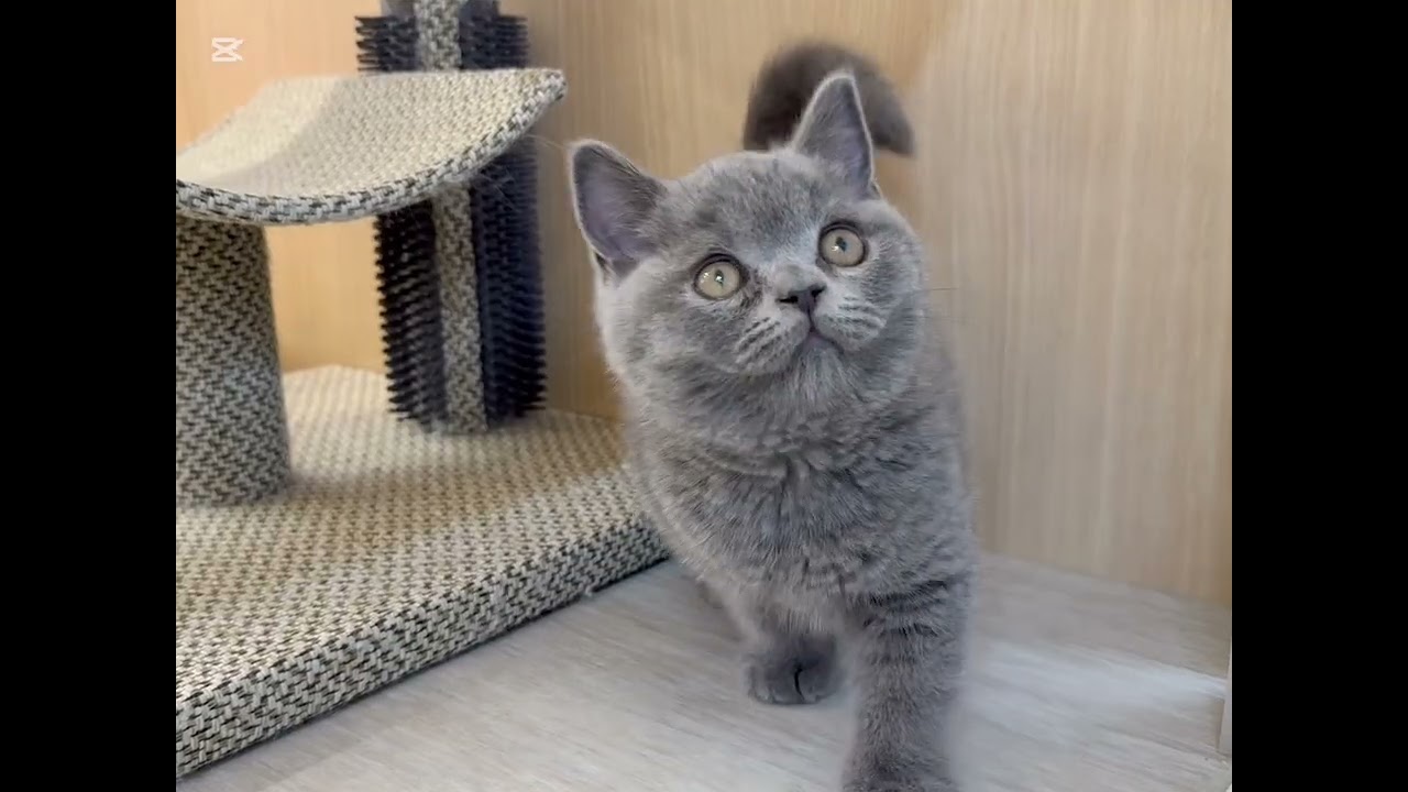 ブリティッシュショートヘア | ペットショップ マルワン 小さめ子犬