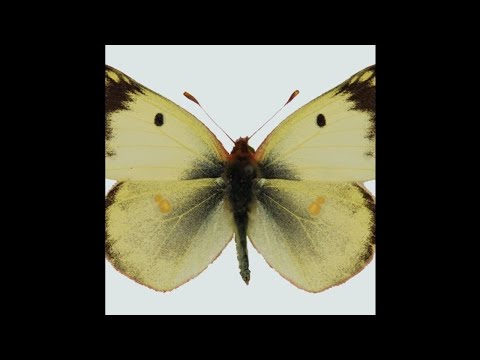 Ling Ling Vs Gelbkreuz - Gelbling