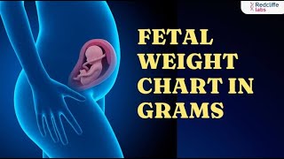 Estimated fetal weight EFW; calculation during ultrasound scan to approximate baby’s weight